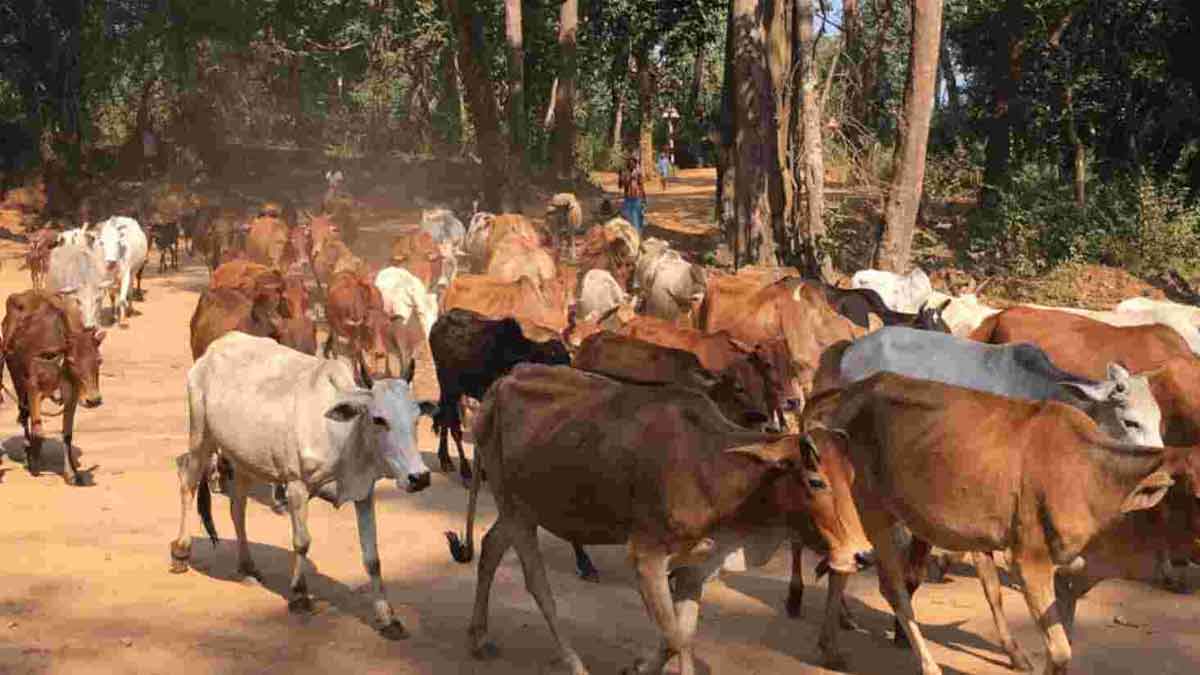 jaisalmer-cow-carcass-incident-municipal-yard