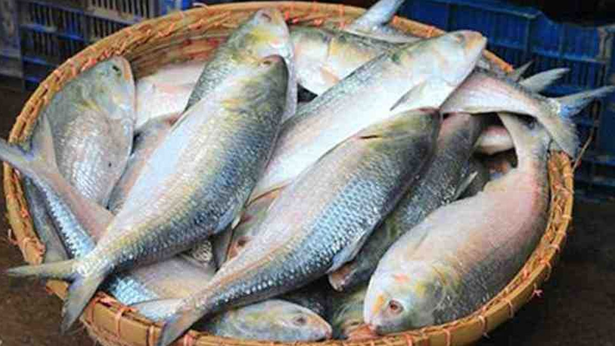 First Hilsa of the season arrives in West Bengal