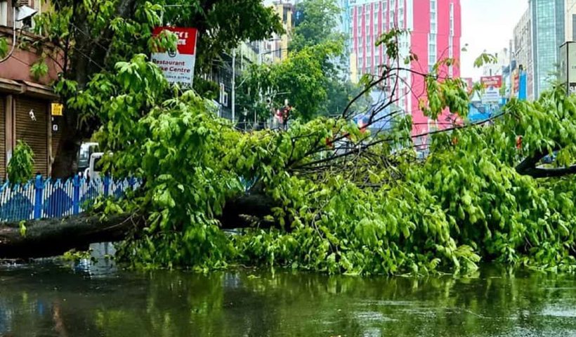 Traffic Chaos in Kolkata as Tree Crash Blocks Central Avenue