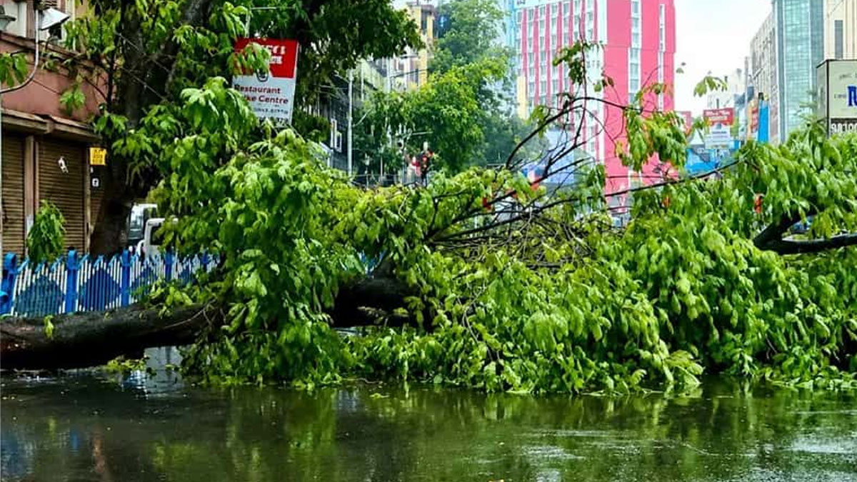 Traffic Chaos in Kolkata as Tree Crash Blocks Central Avenue