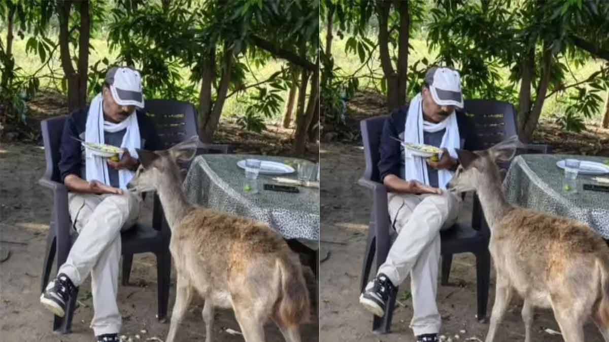 sambar-deer-poha-incident-madhya-pradesh-forest-worker-suspended