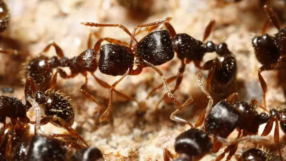 Ant