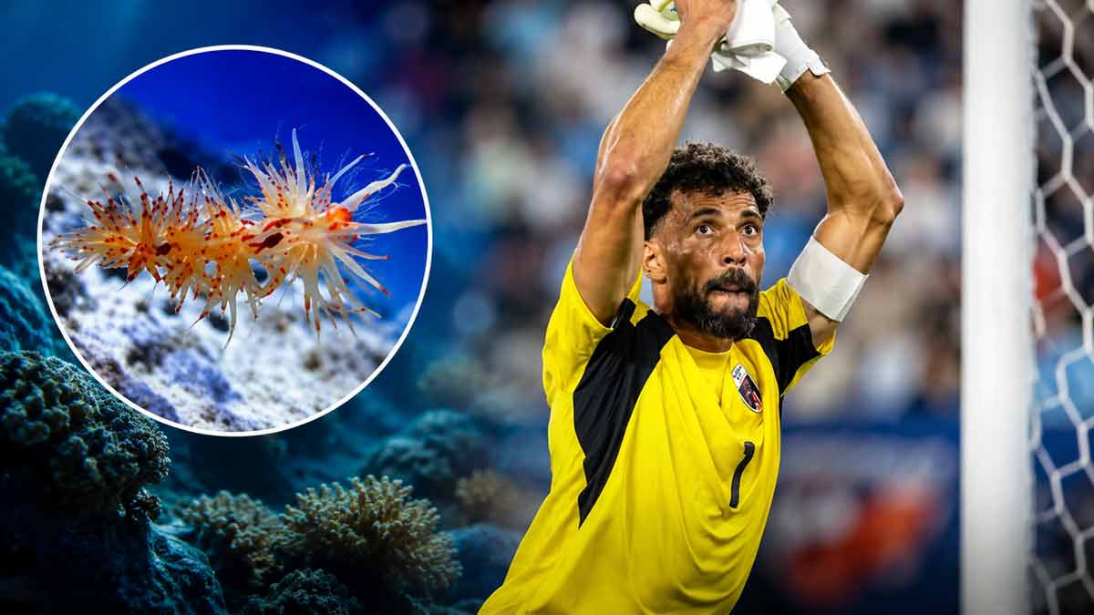 cabo-verde-goalkeeper-vozinha-sea-slug-named-after-him