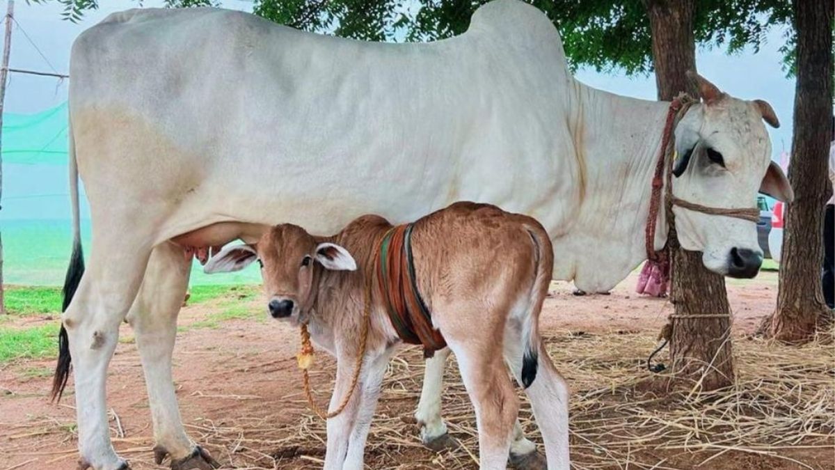 ashoknagar-alleged-cow-slaughter