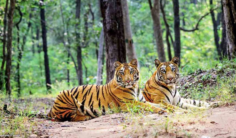 buxa-tiger-reserve-tiger-reintroduction-jayanti-families-rehabilitation