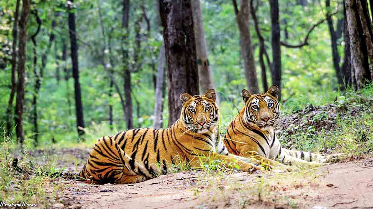 buxa-tiger-reserve-tiger-reintroduction-jayanti-families-rehabilitation