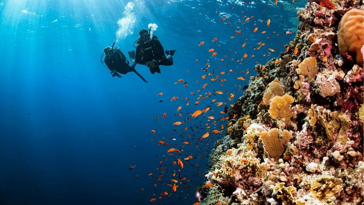 rare-marine-bacteria