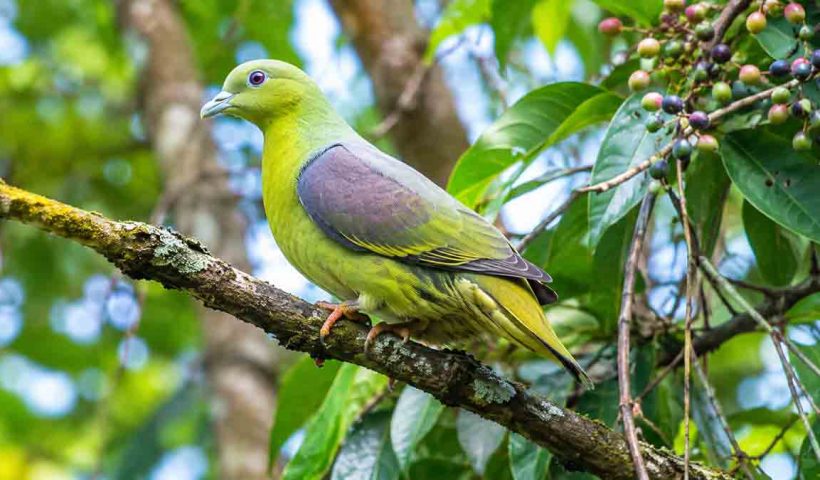 timor-green-pigeon-extinction-risk-100-500-birds