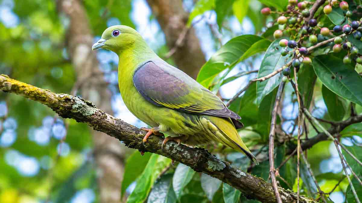timor-green-pigeon-extinction-risk-100-500-birds