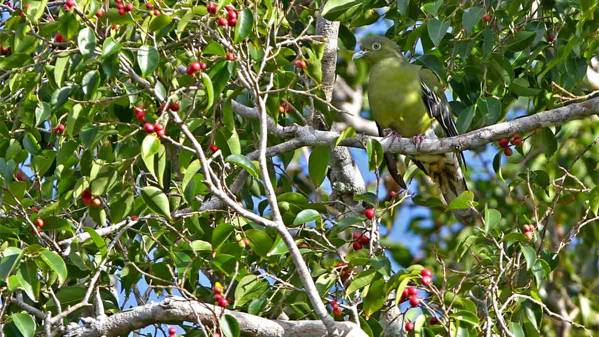 timor-green-pigeon-extinction-risk-100-500-birds