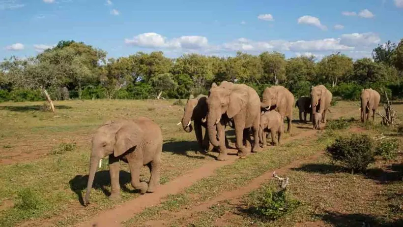 Elephants