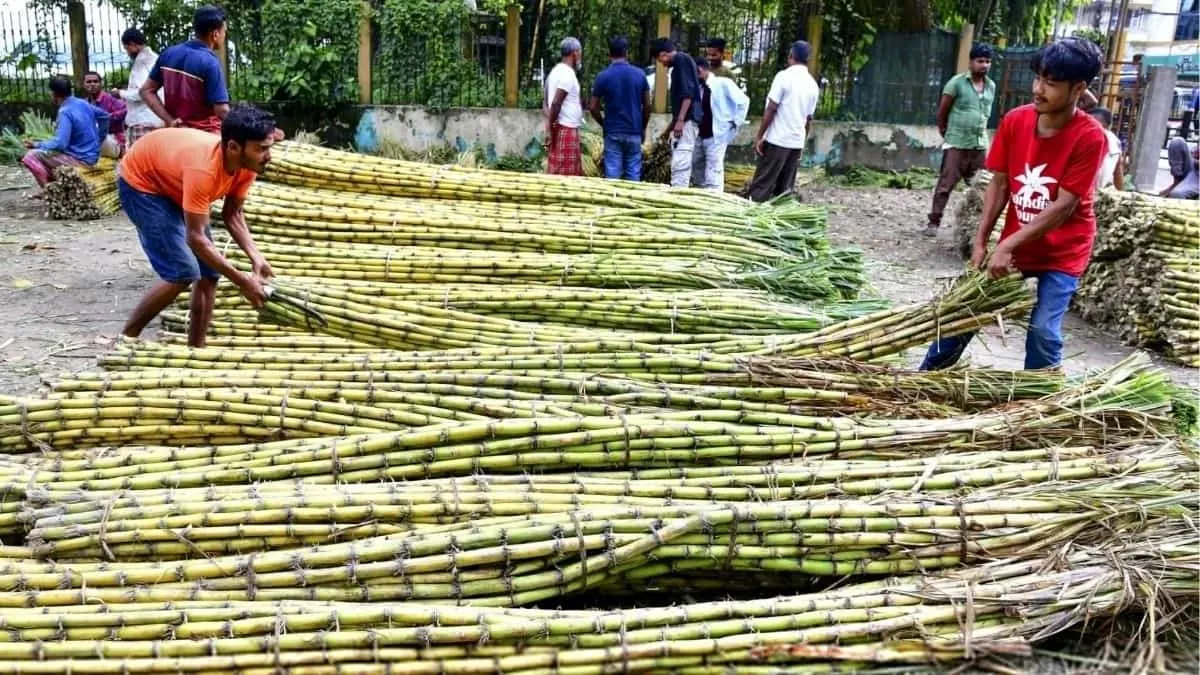 sugar-stock-limit-india
